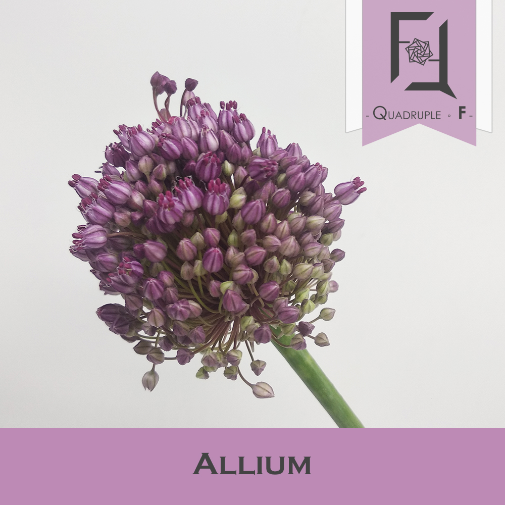 Allium Purple 2