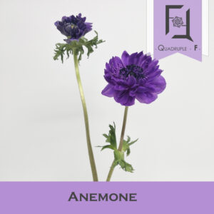 銀蓮花-是蒙羅麗莎?