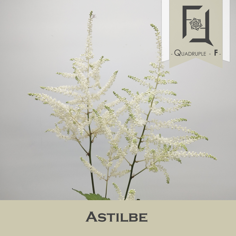 Astilbe White 2