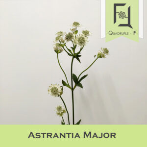 Astrantia Major: Introduction and Cares