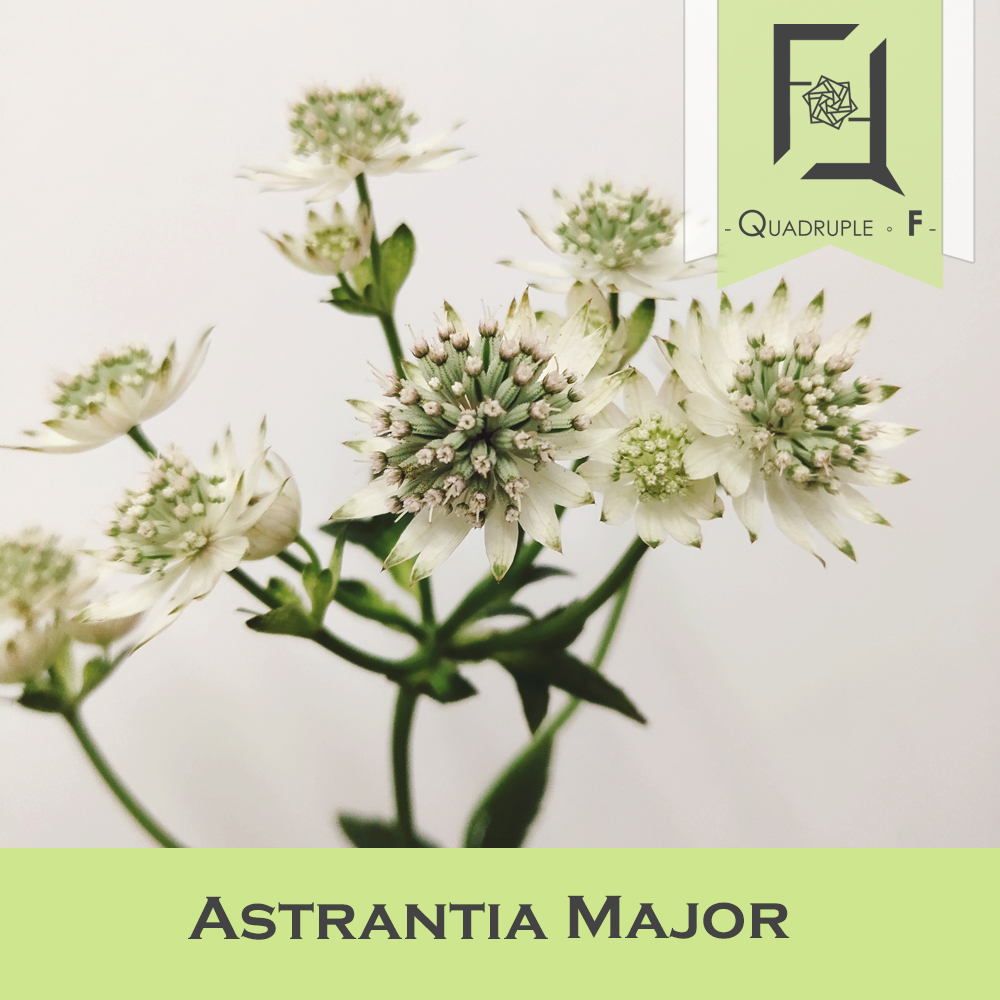 Astrantia Major White 2