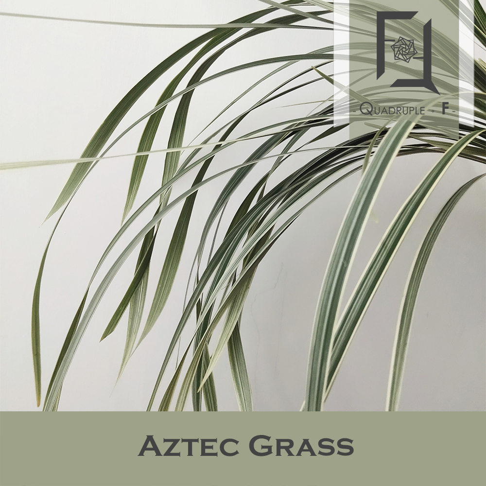 Aztec Grass