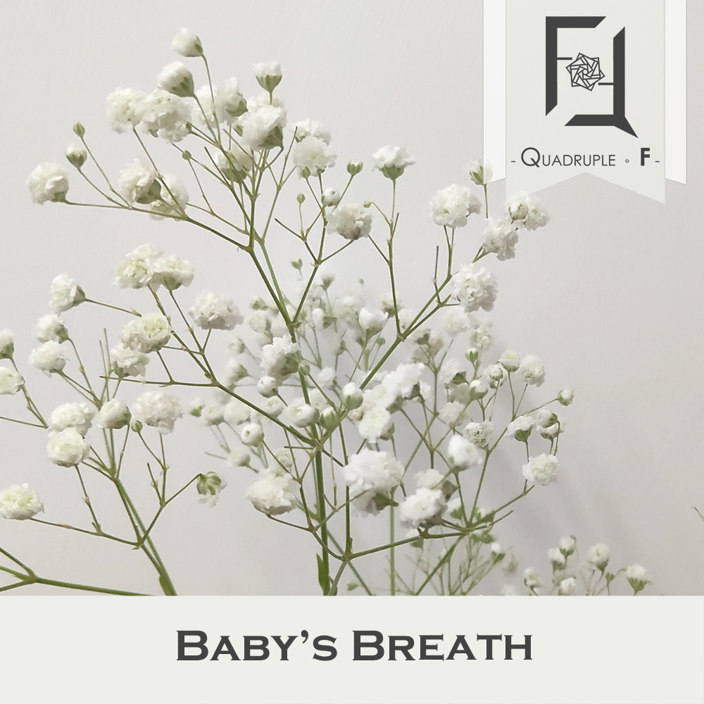 Babys Breath White 2