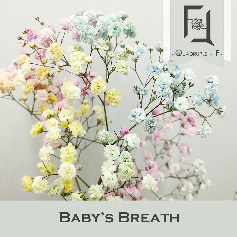 滿天星101:理解不同品種及正確使用方法 4 Baby’s Breath_Rainbow_2