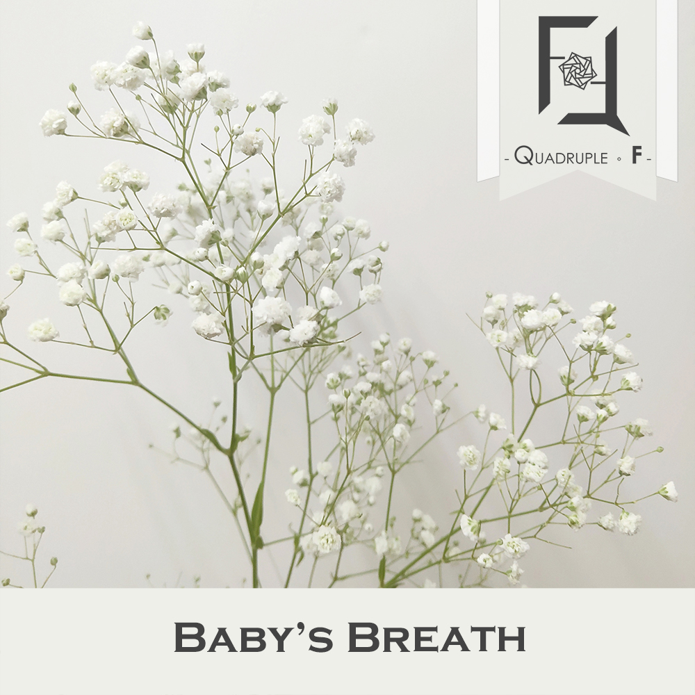 滿天星101：理解不同品種及正確使用方法