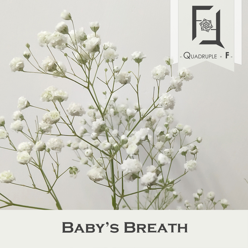 滿天星101:理解不同品種及正確使用方法 1 Baby’s Breath_White_2