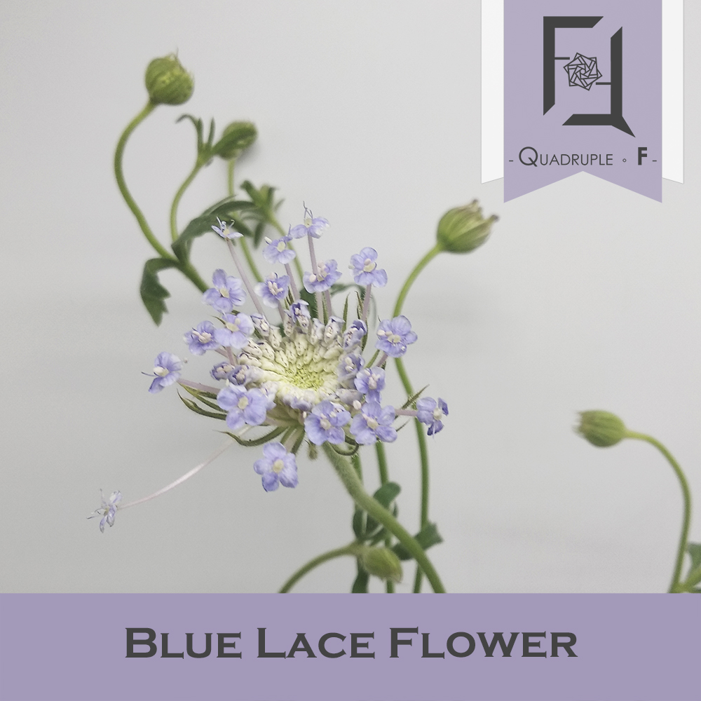 Blue Lace Flower Blue 2