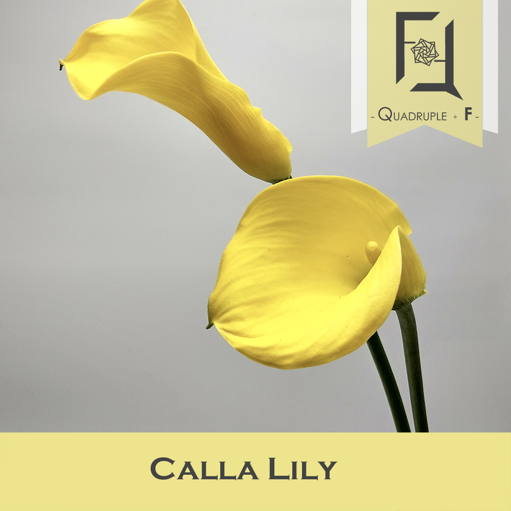 Calla Lily Yellow
