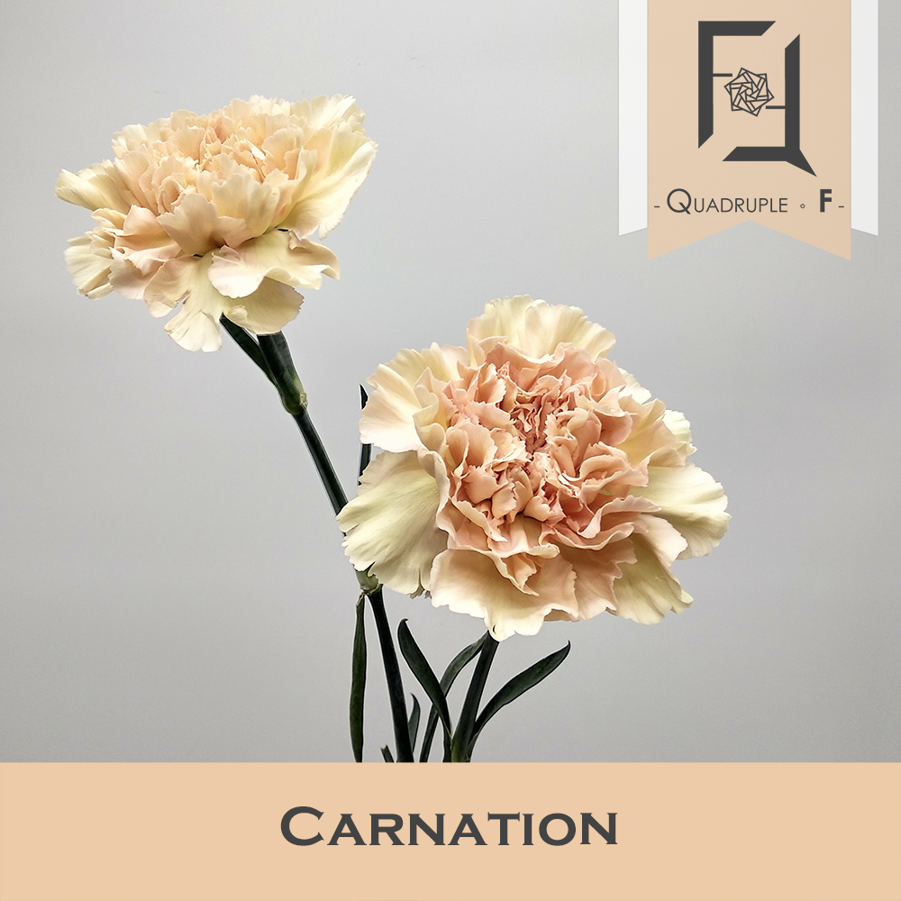 Carnation Peach 2