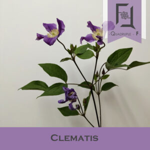 鐵線蓮的簡介及用法