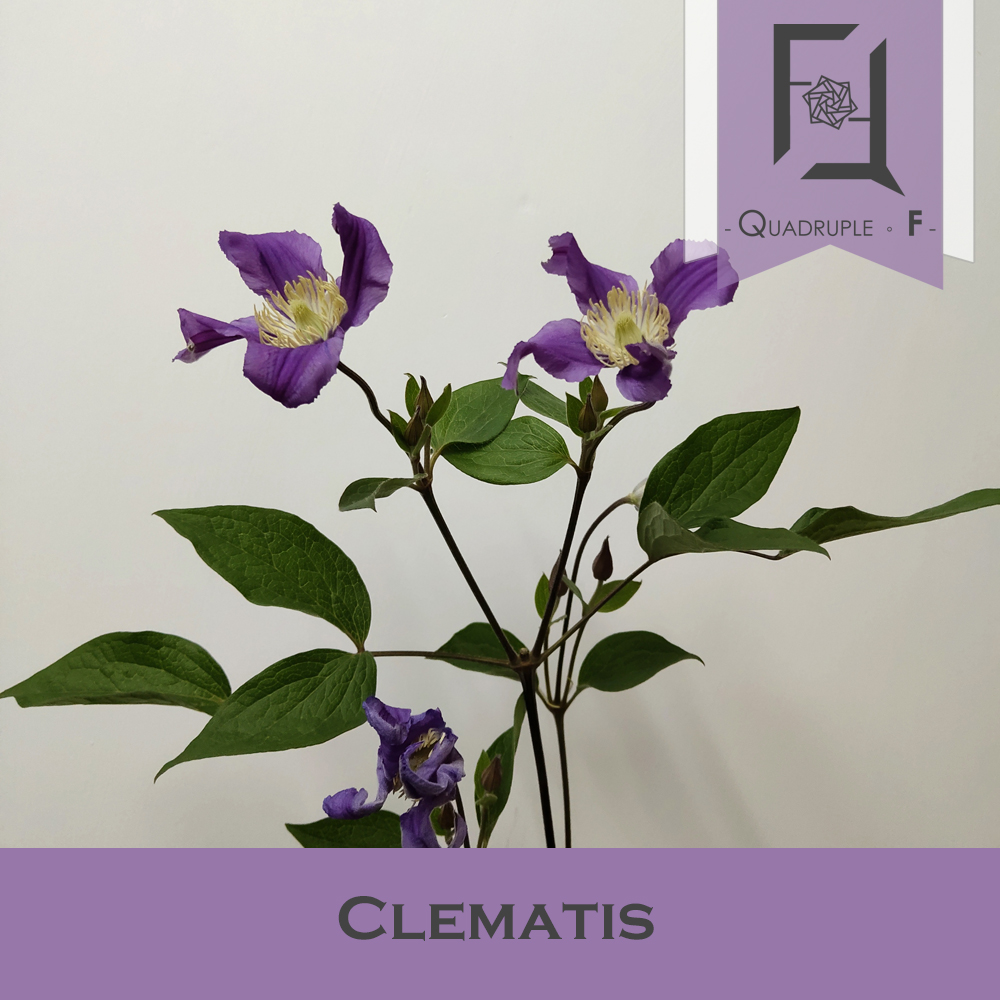 Clematis Purple 2