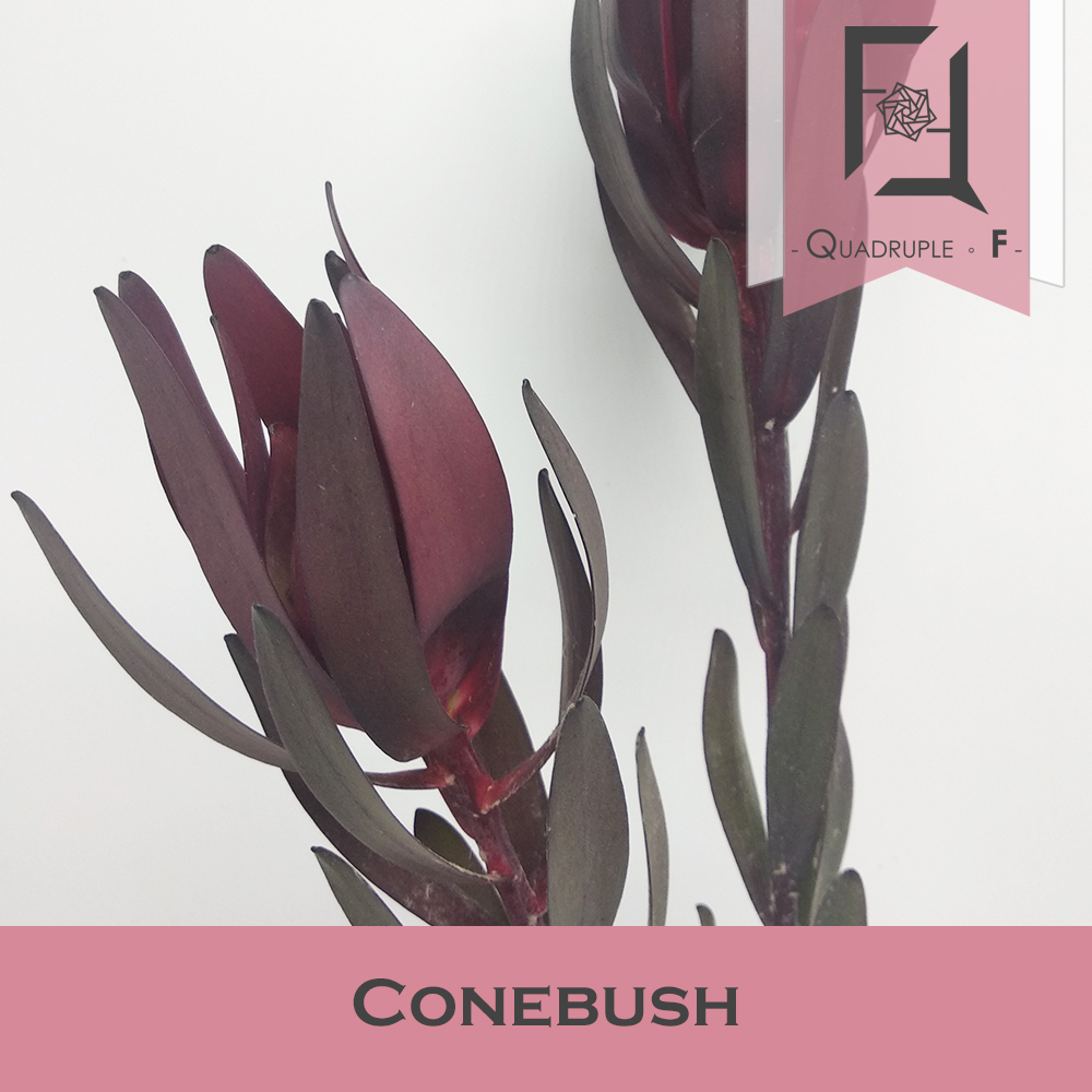 Conebush Red 2