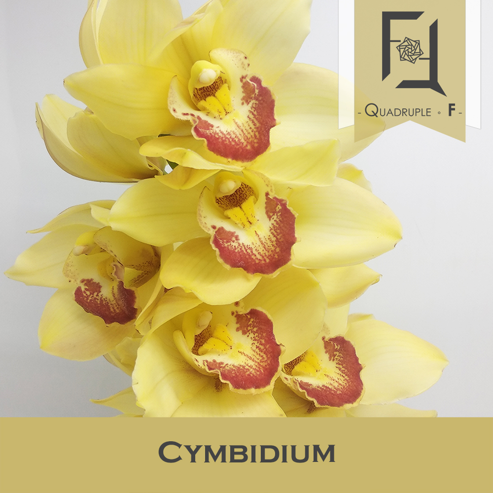 Cymbidium Yellow 2