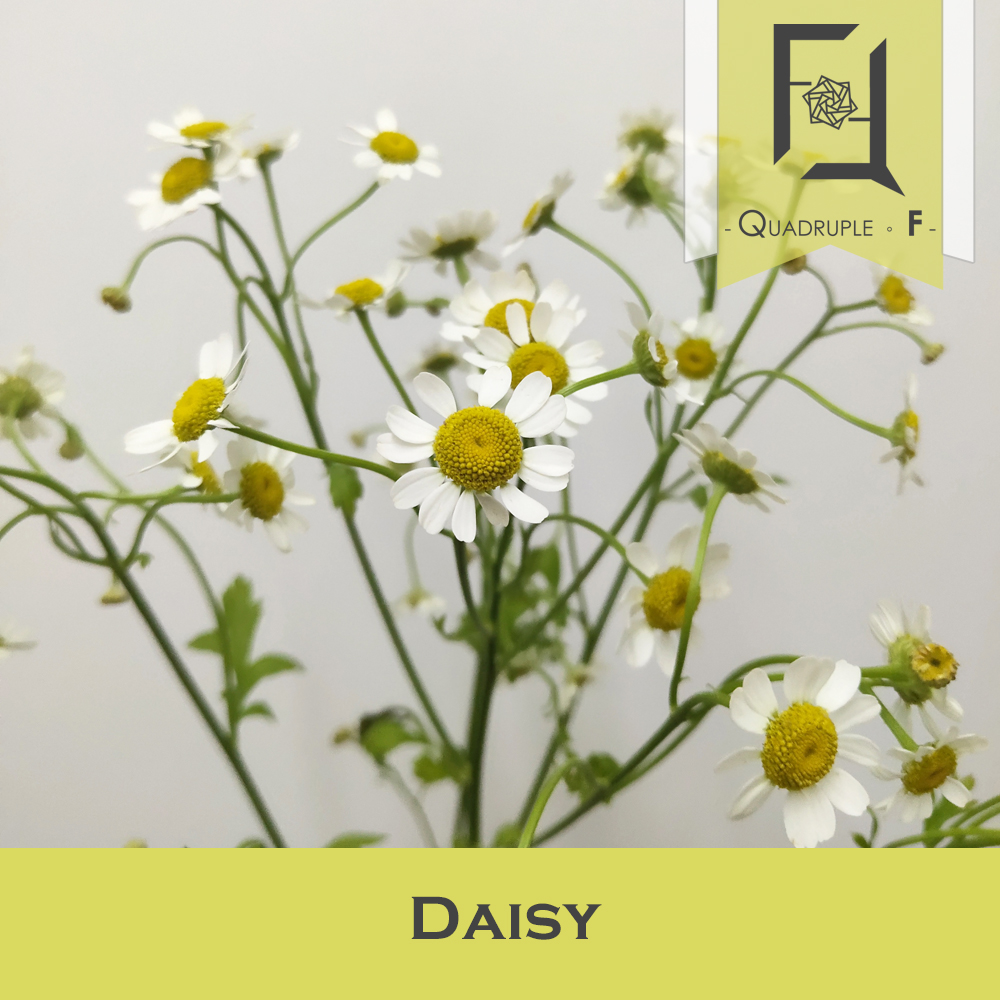 Daisy 2