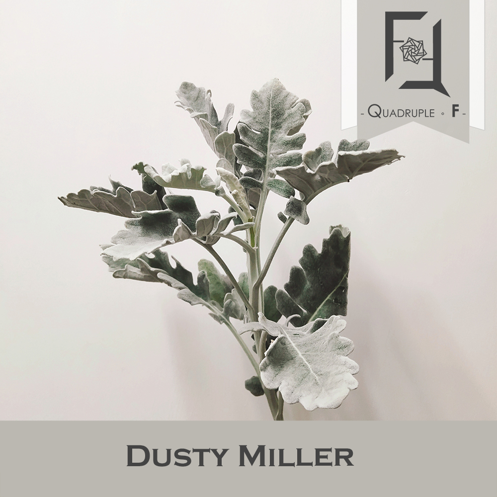 Dusty Miller