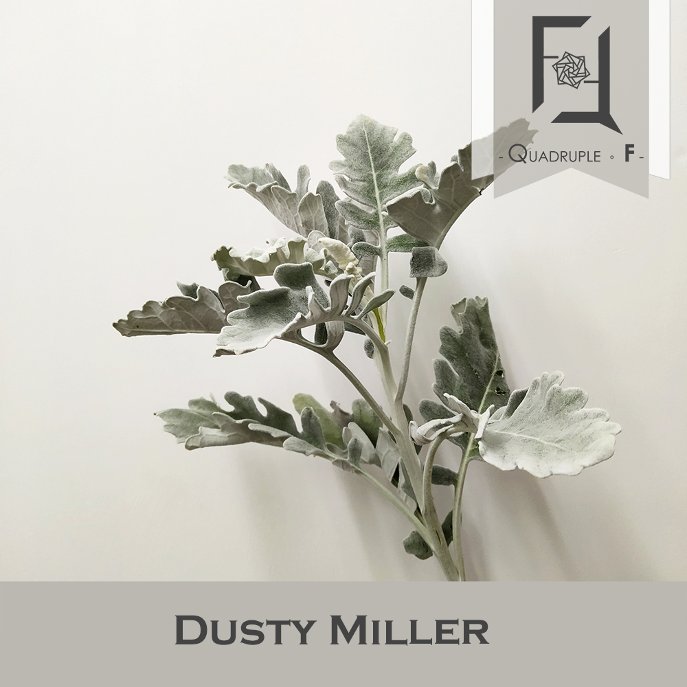 Dusty Miller 2