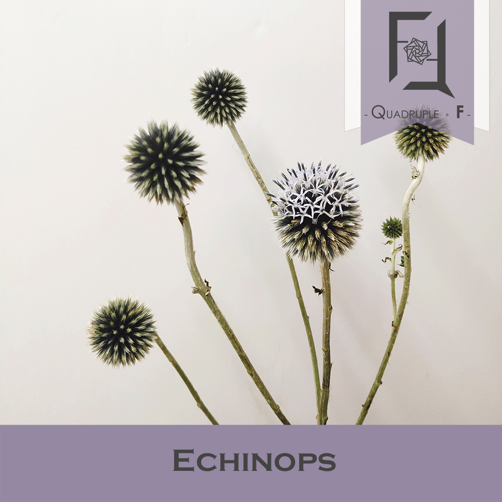 Echinops