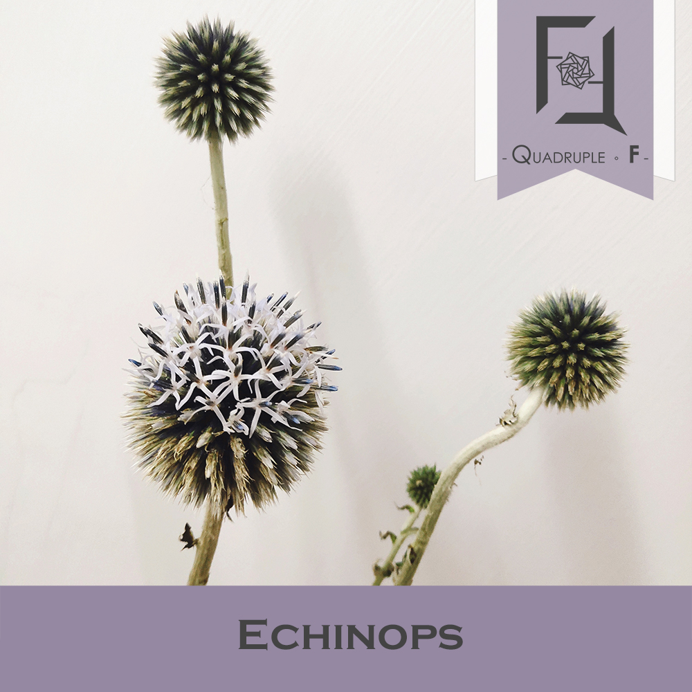 Echinops 2