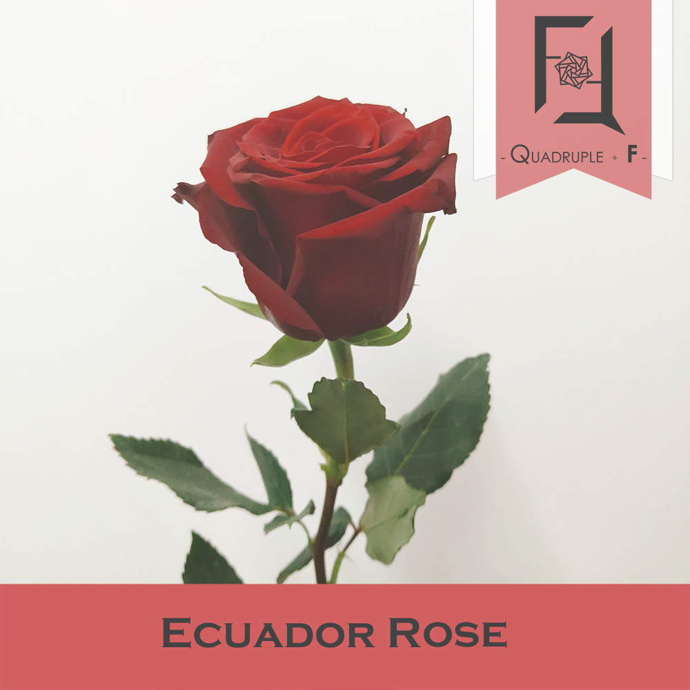 厄瓜多爾玫瑰 - 一些你需要知道的小秘密
