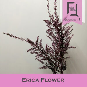 石楠的簡介及應用