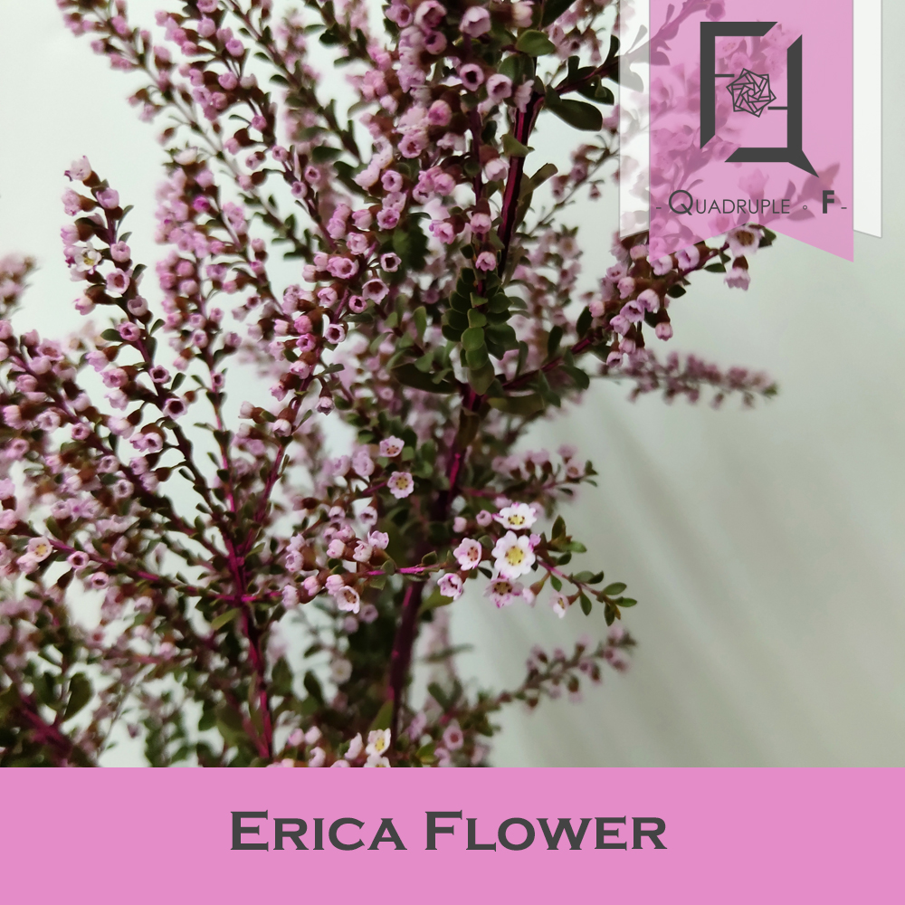 Erica Flower 2