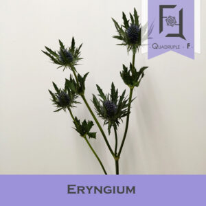 紫毛球的簡介及特徵