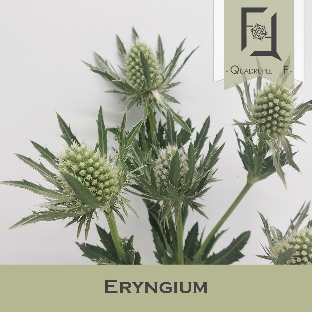 Eryngium White 2