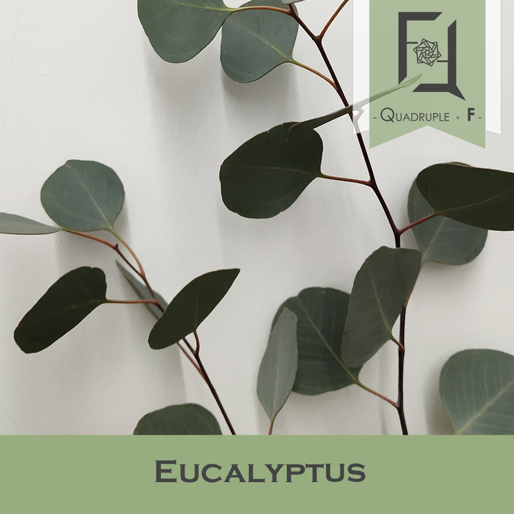 Eucalyptus flat 2