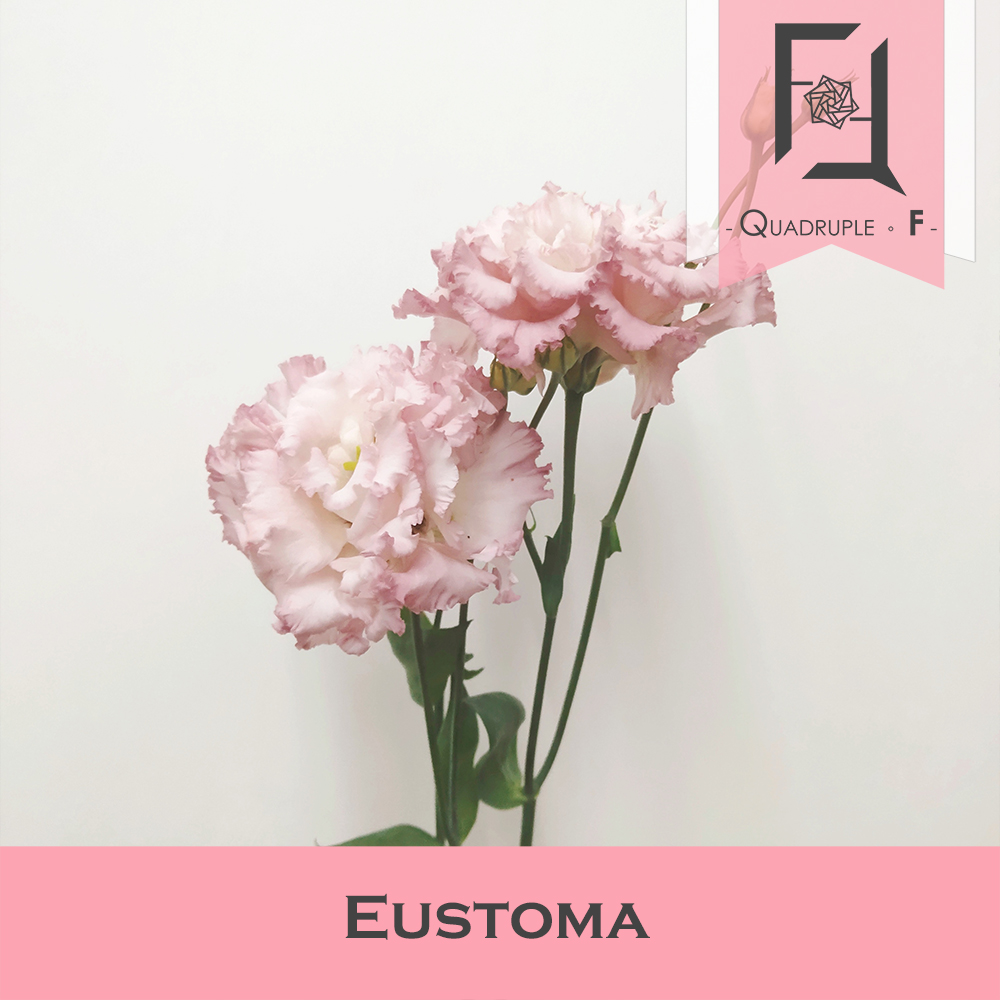 揭開洋桔梗之美: 詳細的介紹