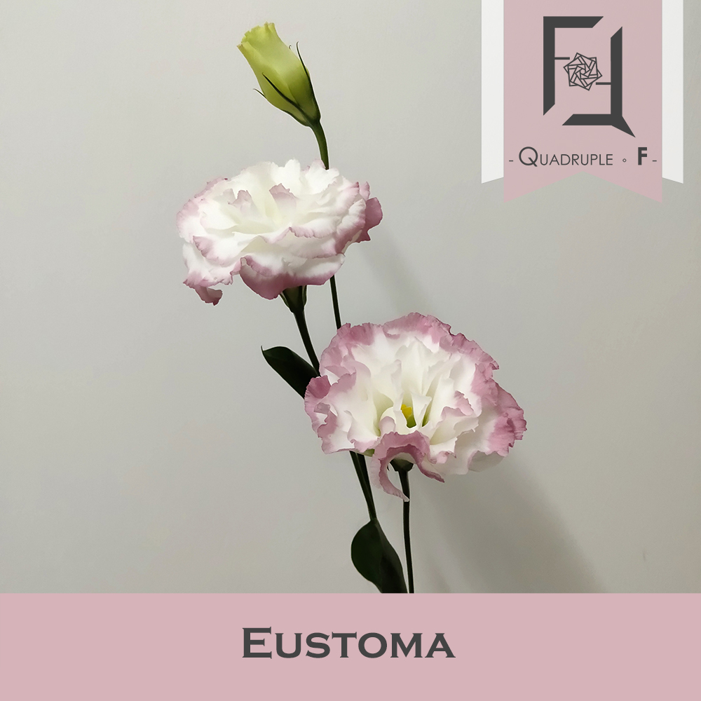Eustoma_Pink White 2
