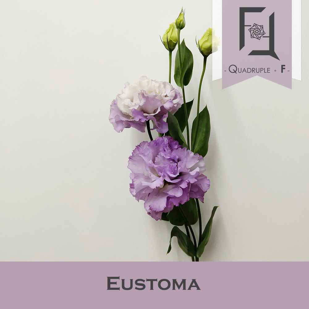 揭開洋桔梗之美: 詳細的介紹 3 Eustoma_Purple Wavy Edge_1