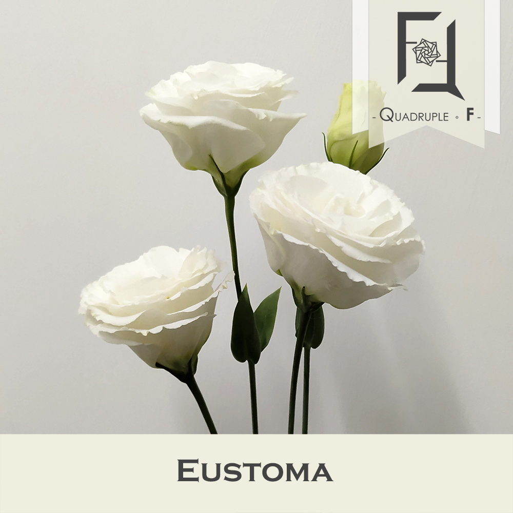 揭開洋桔梗之美: 詳細的介紹 4 Eustoma_White_2