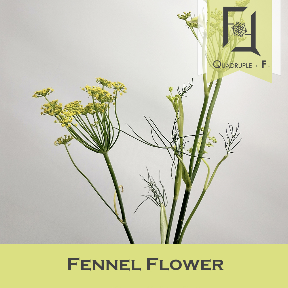Fennel Flower