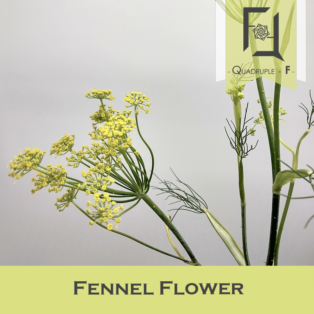 Fennel Flower 2