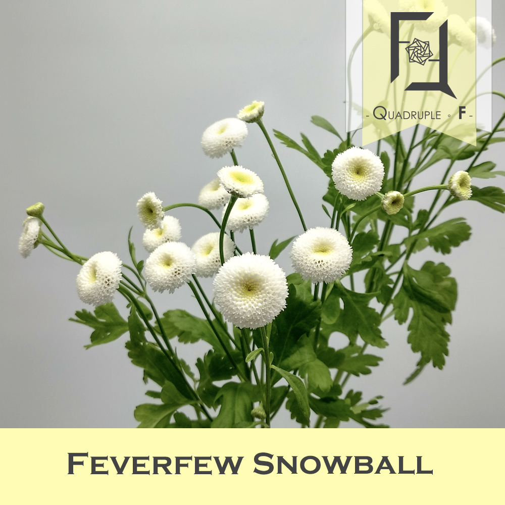 Feverfew Snowball 2