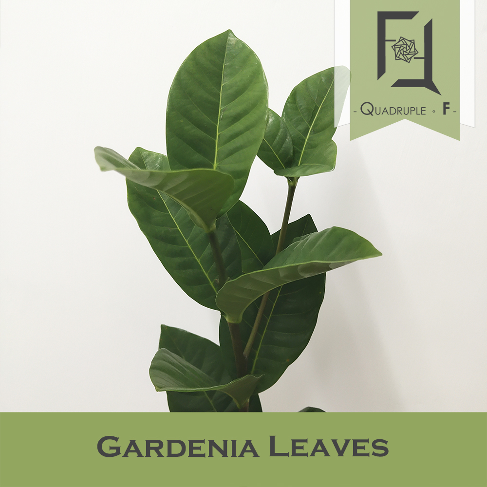 Gardenia Leaves