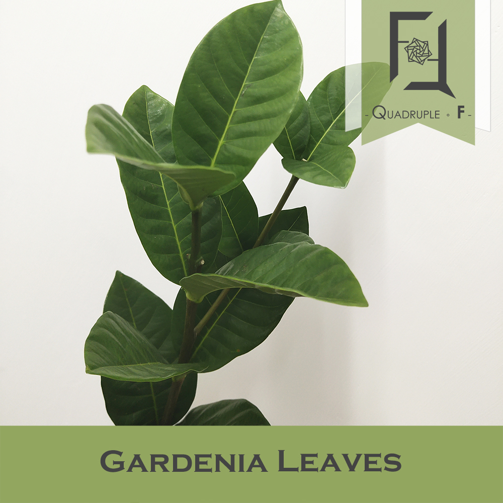 Gardenia Leaves 2
