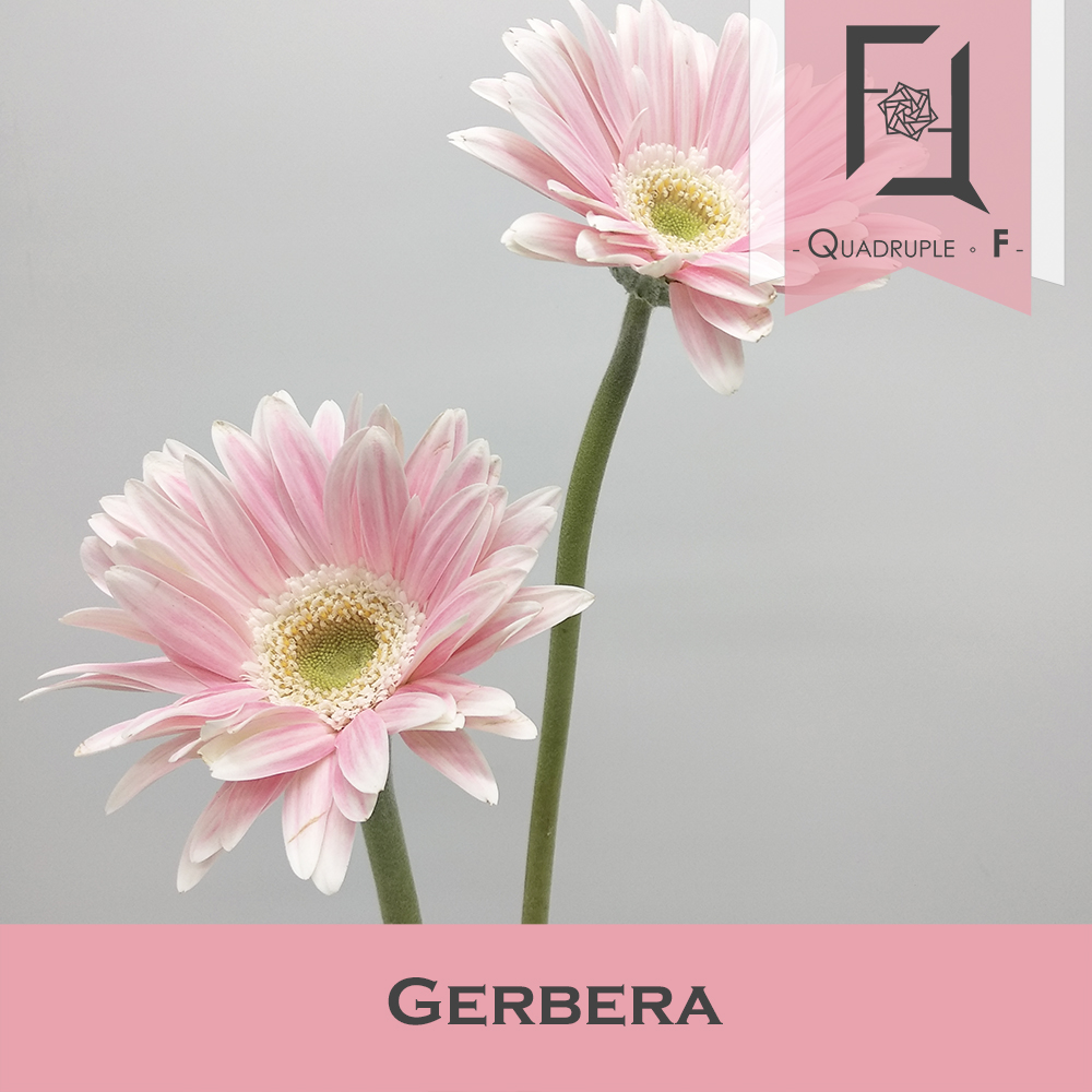 Gerbera Pink 2