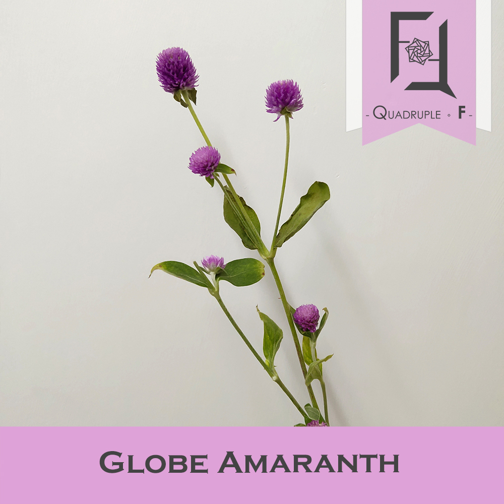 Globe Amaranth
