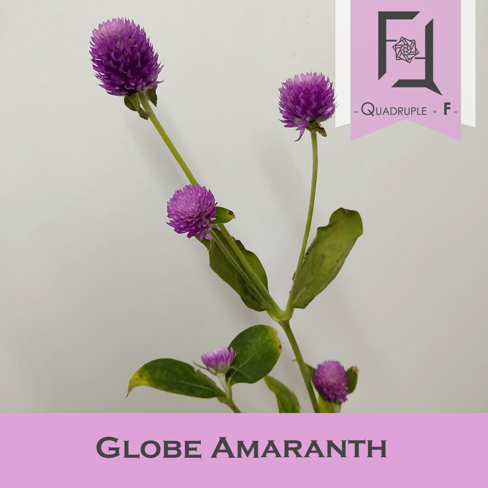 Globe Amaranth 2