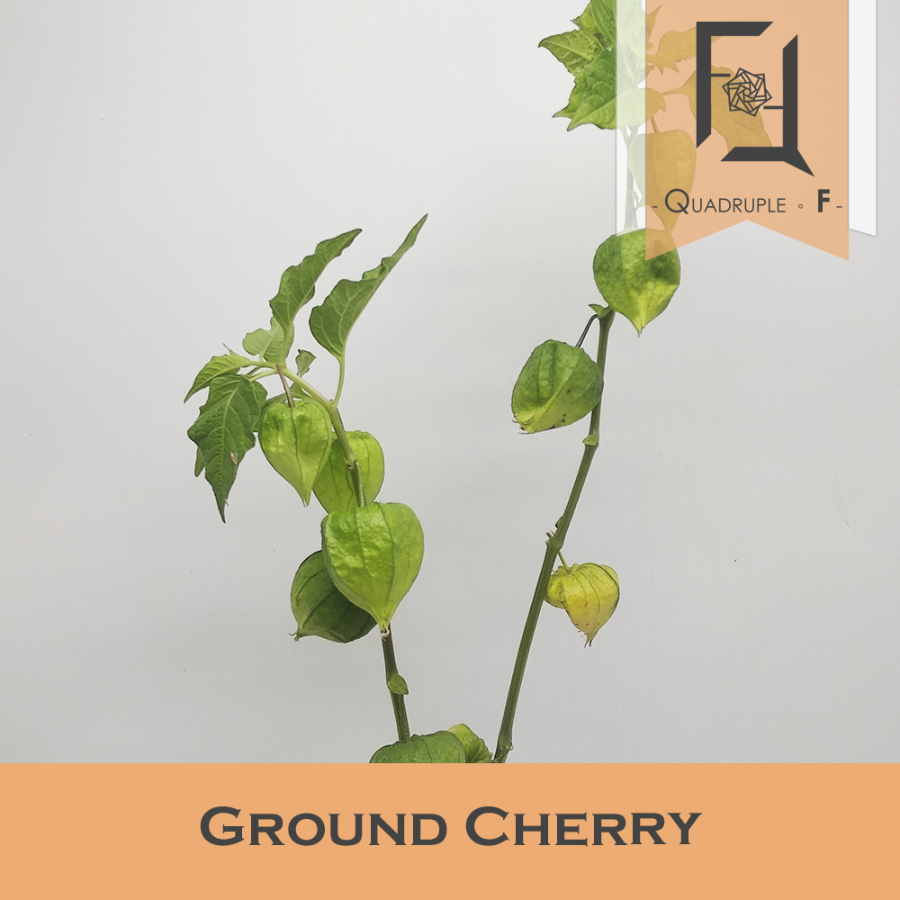 Ground Cherry