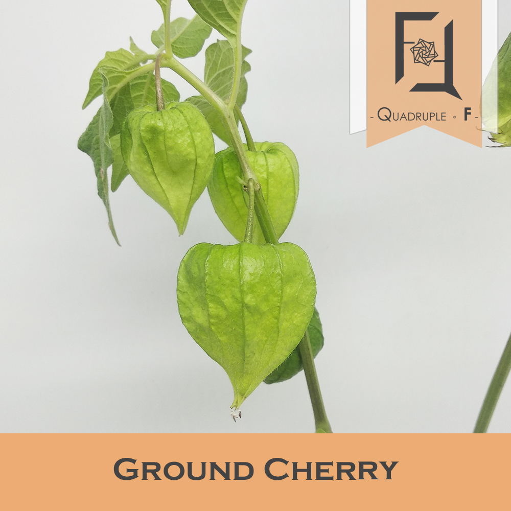Ground Cherry 2