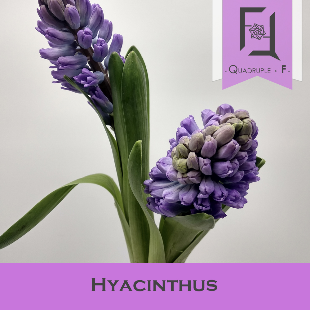 Hyacinthus Purple 2