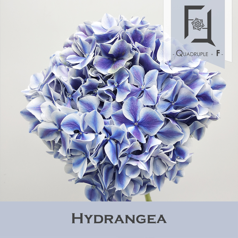 Hydrangea Blue White 2
