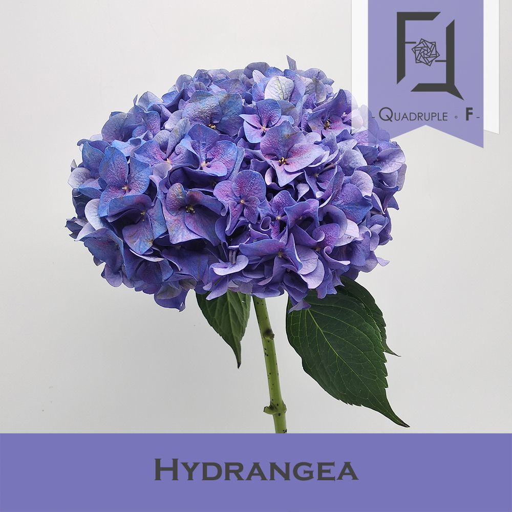 Hydrangea Dark Purple 1