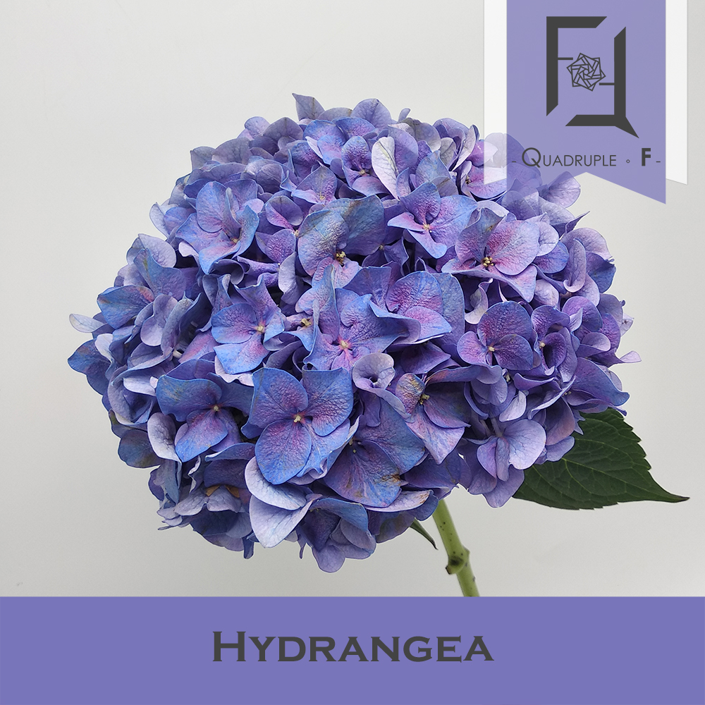 Hydrangea Dark Purple 2