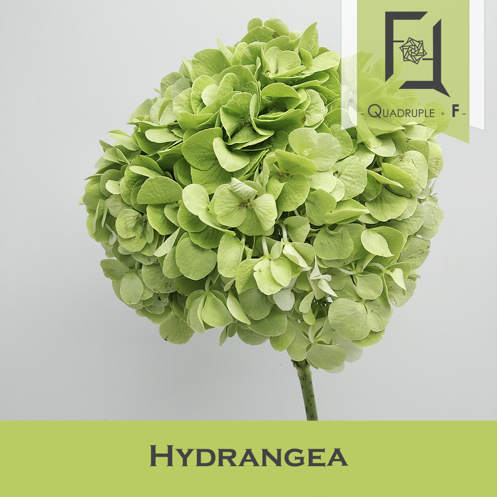 Hydrangea Green 1