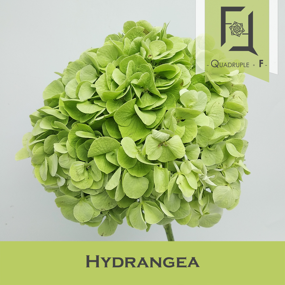 Hydrangea Green 2