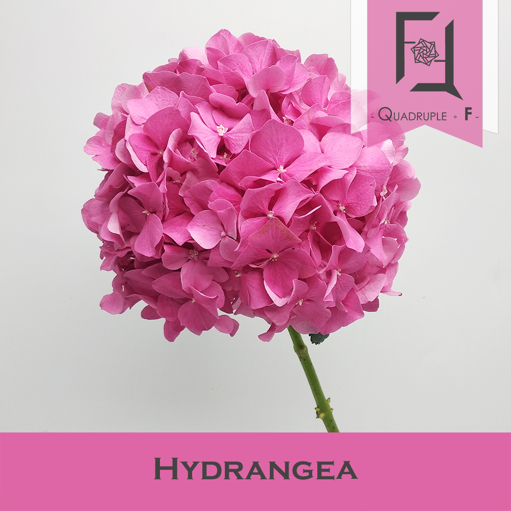Hydrangea Hot Pink 1
