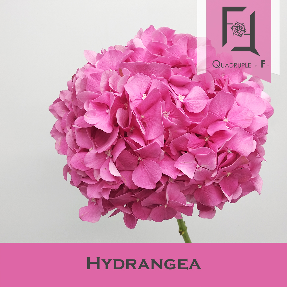 Hydrangea Hot Pink 2